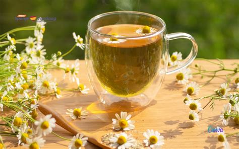 Chamomile: The Secret Elixir for Magical Skin Rejuvenation and Anti-Aging
